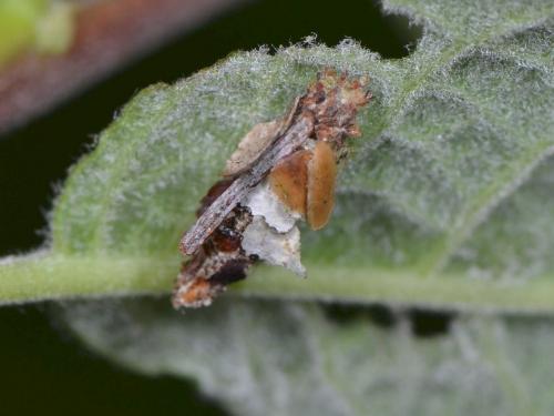 Proutia betulina
